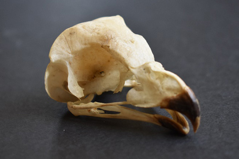 A skull of a long-eared owl (Asio otus)