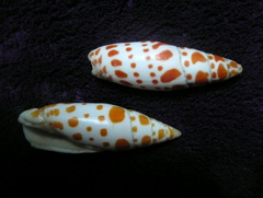 Mitra episcopalis shells